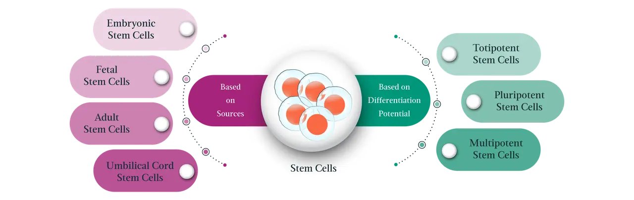 chart showing the types of stem cells and their sources.