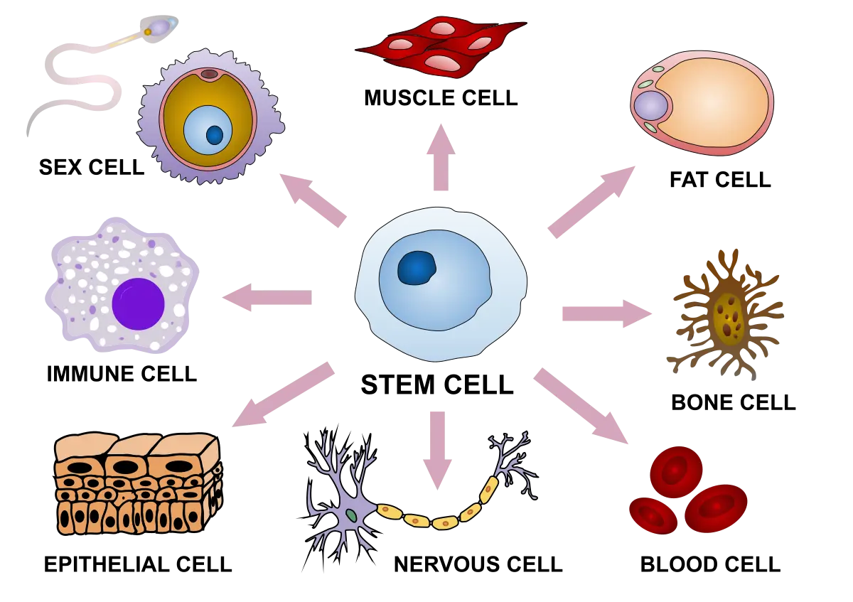 A diagram illustrating how stem cells differentiate into specialized cells