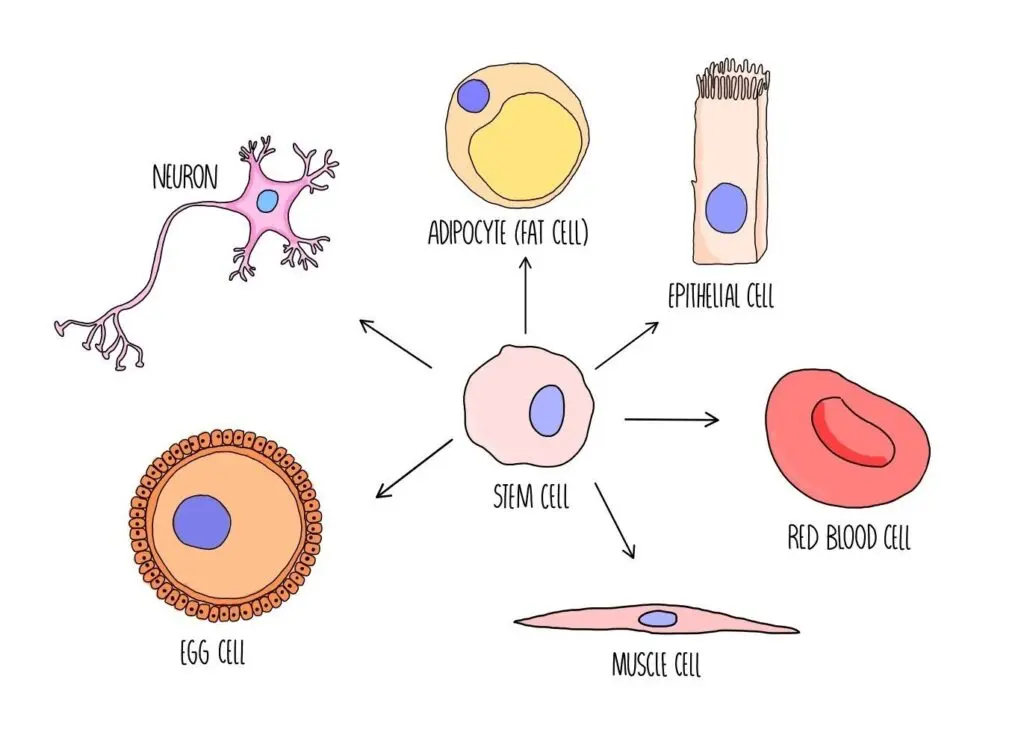 Stem cell into specialized cell