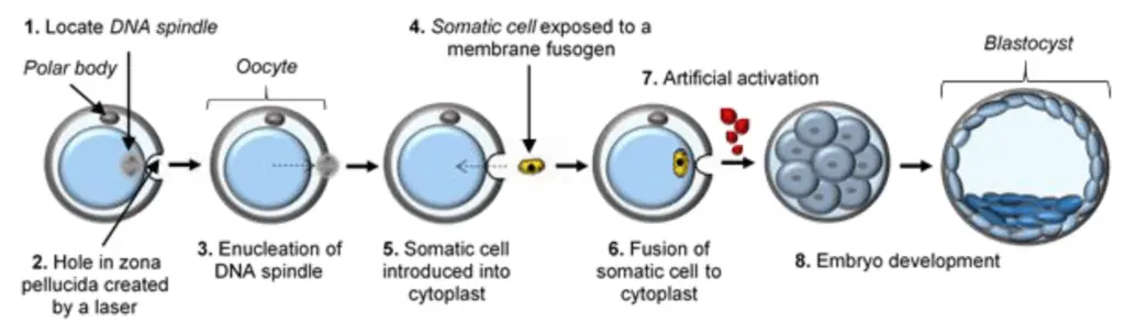 A diagram illustrating the process of stem cell research techniques such as somatic cell nuclear transfer, iPSCs creation, and use of ESCs