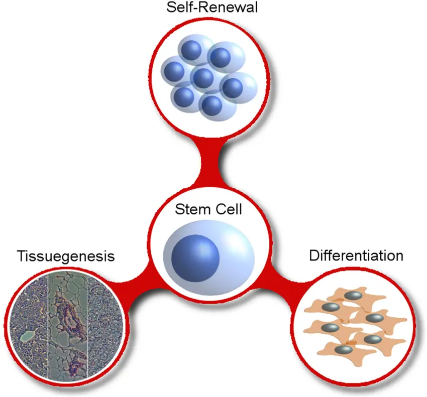 A diagram showing the self-regeneration and differentiation properties of stem cells