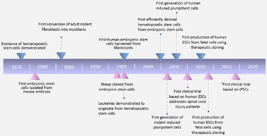Stem cell research timeline
