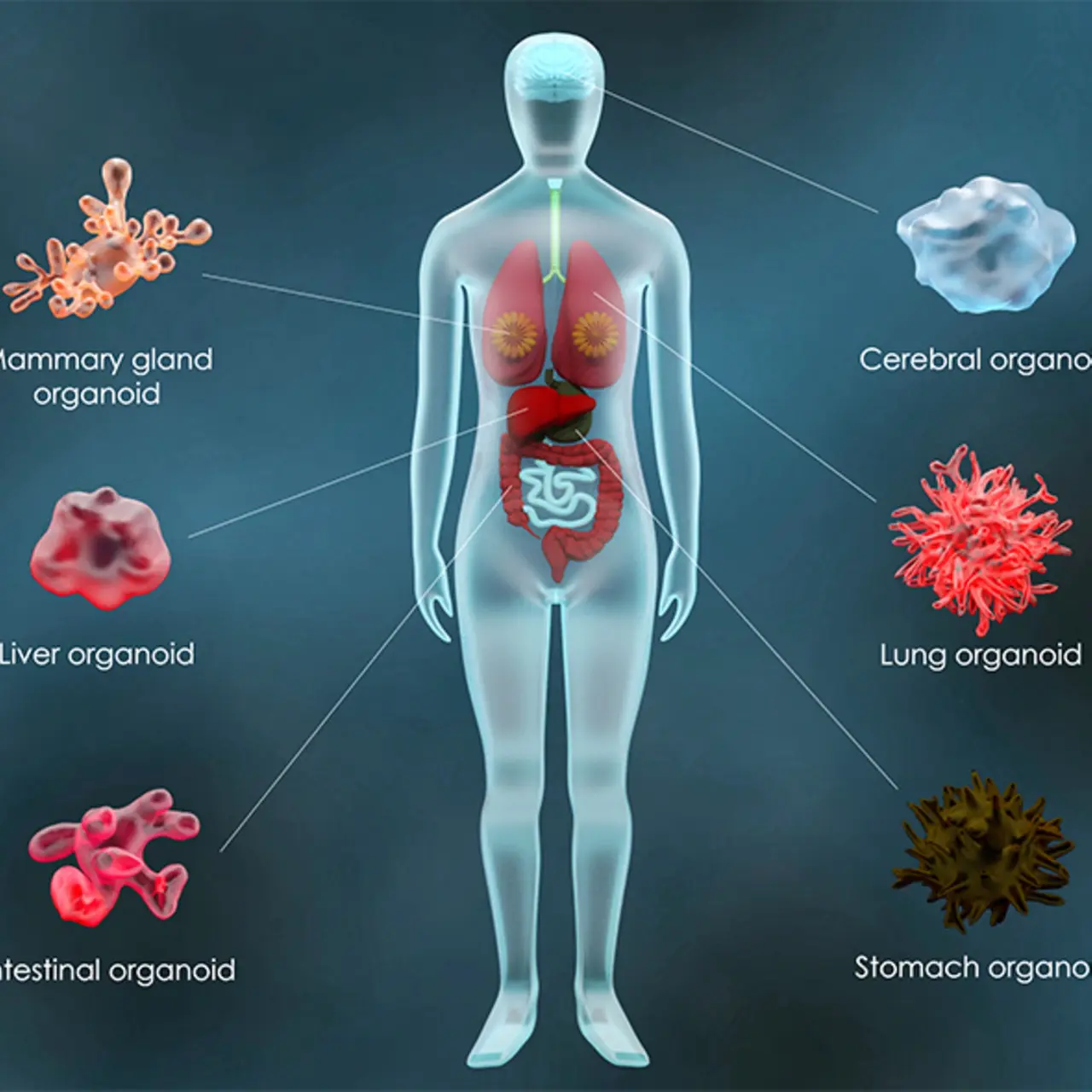 An infographic illustrating the various diseases treated by stem cell therapy