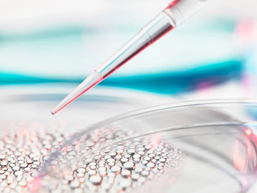 Stem cell research, pipetting sample into petri dish containing stem cells for medical research