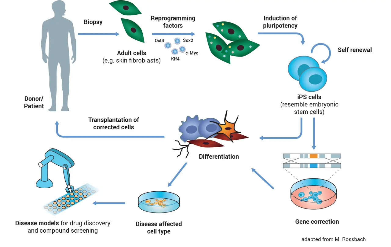 A chart illustrating the process of reprogramming adult cells into stem cells.