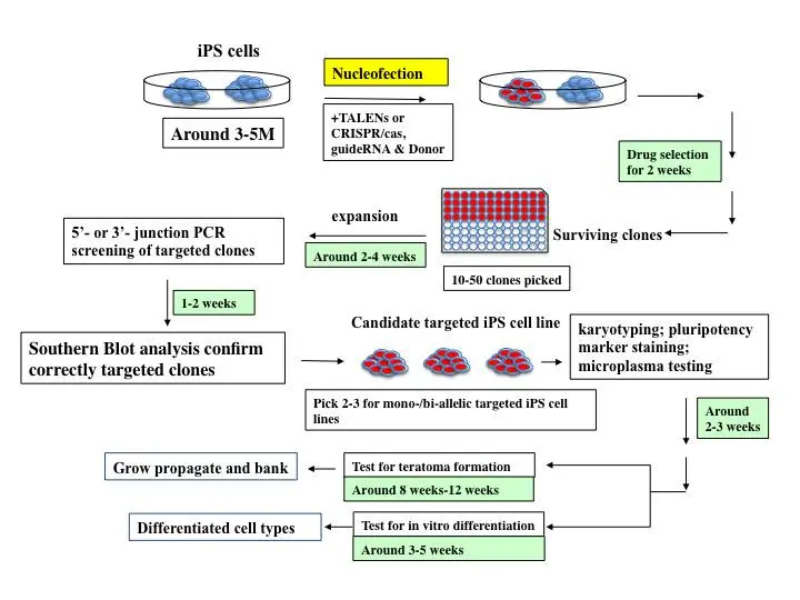 Graphical representation of the process of engineering iPSCs.