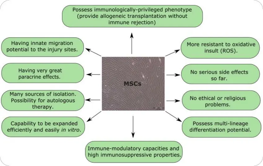 A detailed infographic explaining the unique properties and characteristics of Mesenchymal Stem Cells