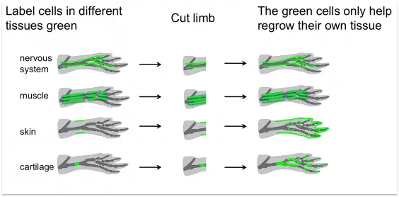 A diagram illustrating the process of regeneration in the human body