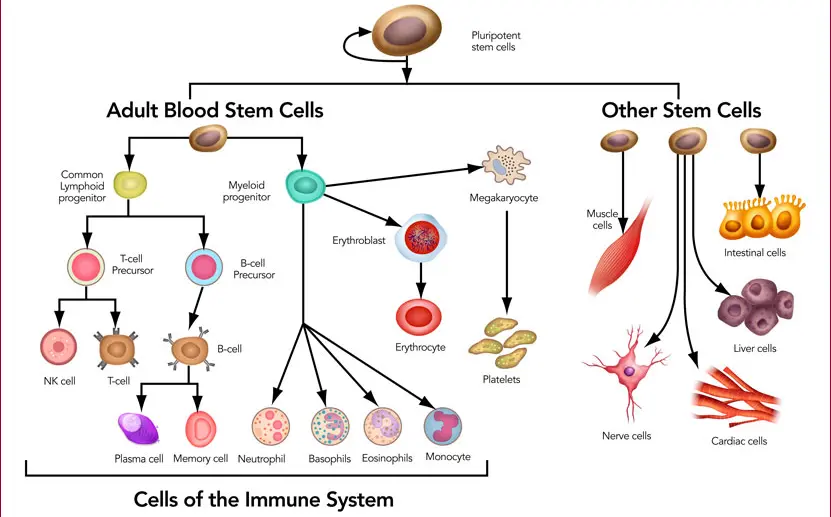 Tissue regeneration by stem cell