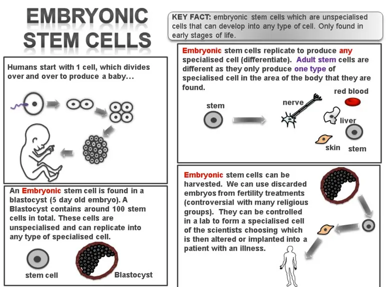 A diagram illustrating the process of deriving embryonic stem cells and the associated ethical concerns