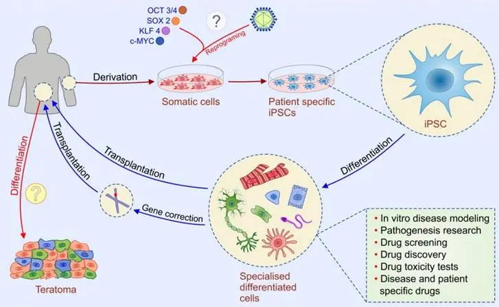 A chart highlighting the ethical considerations and safety concerns in stem cell therapy