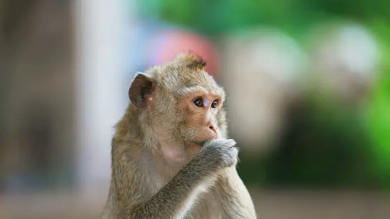 little-monkey