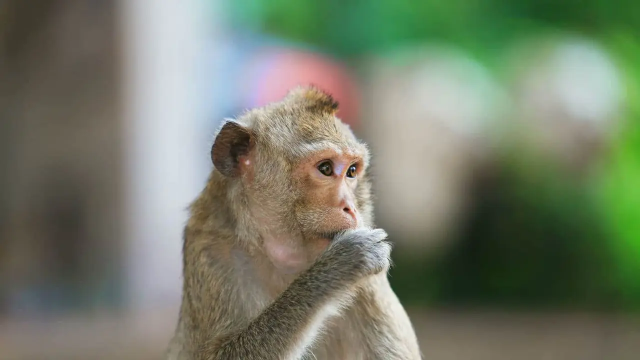 little-monkey