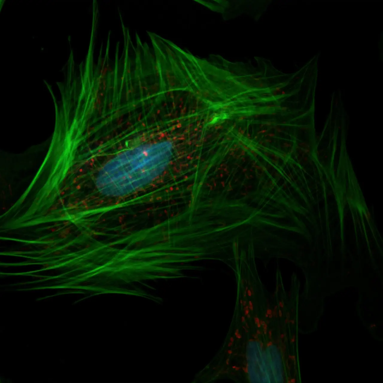 How can stem cells change my life?