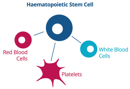 Diagram of haematopoietic stem cells differentiating into blood cell types