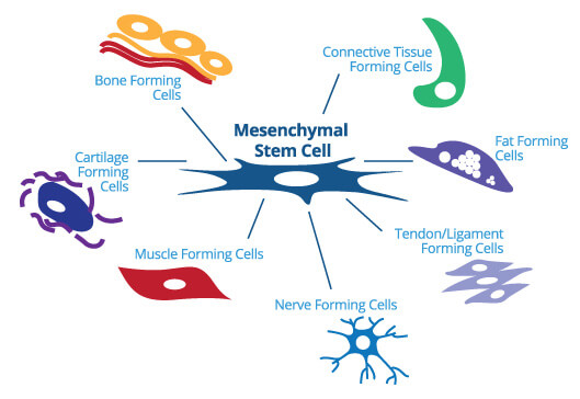 Diagram of mesenchymal stem cells differentiating into nerve, muscle and cartilage tissue