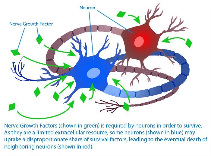 Neurotrophins NGF and BDNF supporting neuronal growth and survival