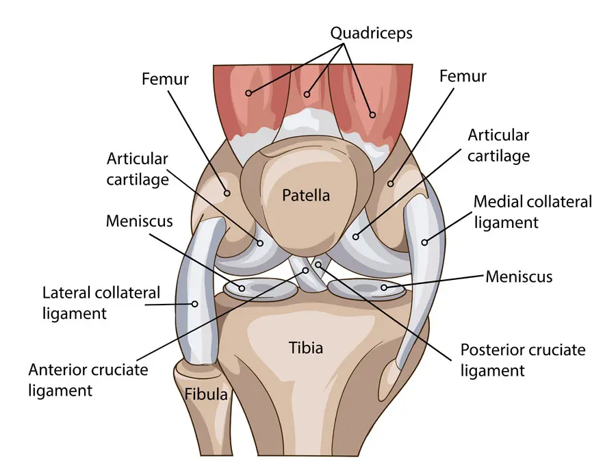 knee joint anatomy