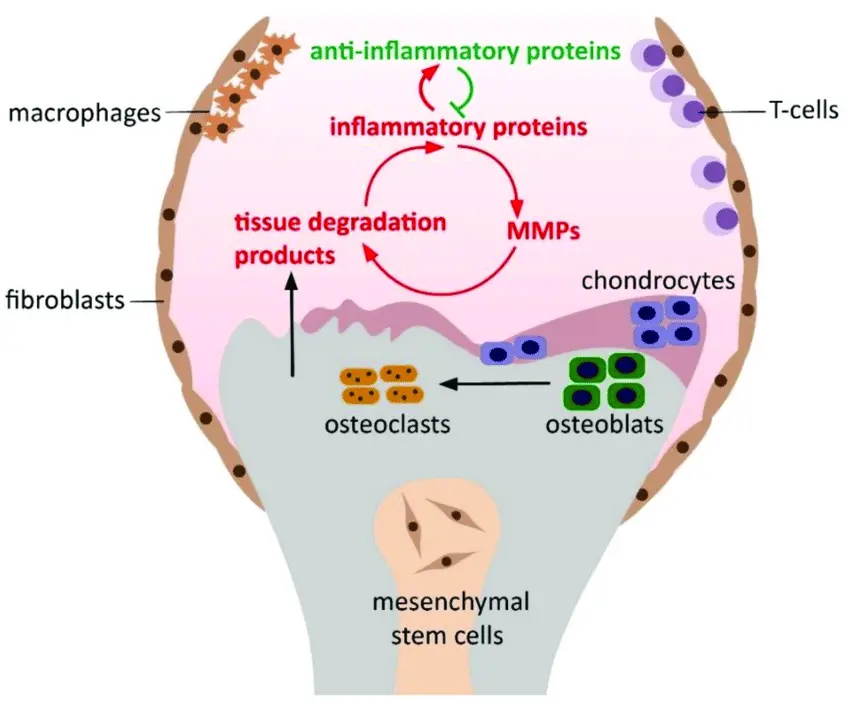 knee injury progress through stem cell treatment